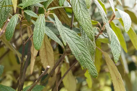 Viburnum 'Pragense' - 10 Ltr pot - image 5