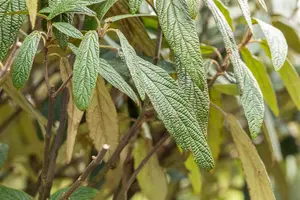 Viburnum 'Pragense' - 10 Ltr pot - image 5