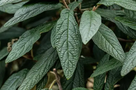 Viburnum 'Pragense' - 80-100 CM C15 - image 4