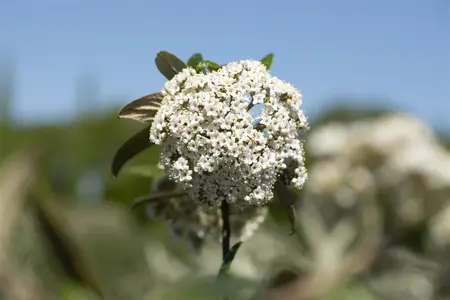 Viburnum 'Pragense' - 100-125 CM C20 - image 1