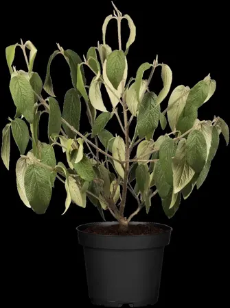 Viburnum rhyt. 'Willowwood' - 60-80 CM C4