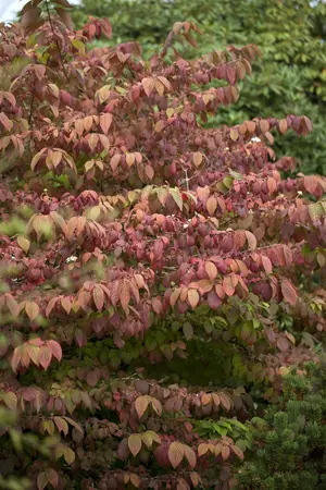 Viburnum 'Rhytidocarpum' - 30-40 CM C3 - image 3