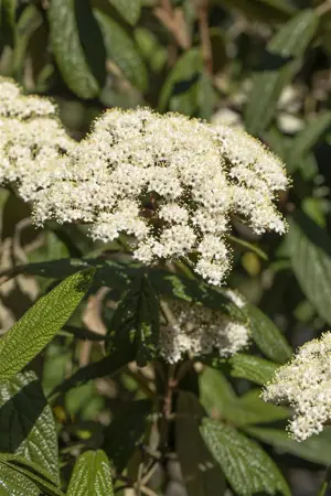 Viburnum rhytidophyllum - 150-175 CM C160 - image 5