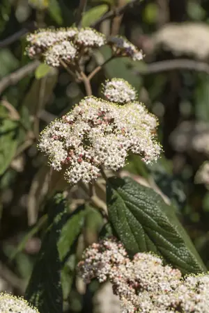 Viburnum rhytidophyllum - 30-40 CM C5 - image 2
