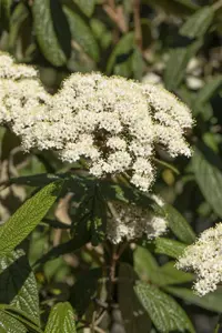 Viburnum rhytidophyllum - 30-40 CM C5 - image 5
