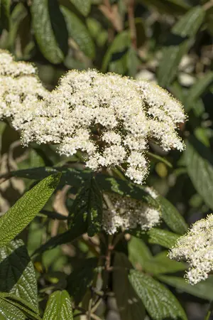 Viburnum rhytidophyllum - 10 Ltr pot - image 5