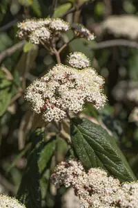 Viburnum rhytidophyllum - 100-125 CM C20 - image 2