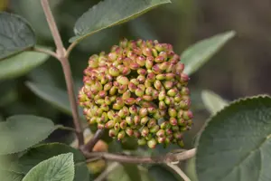 Viburnum rhytidophyllum - 3 Ltr pot - image 5
