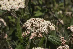 Viburnum rhytidophyllum - 30-40 CM C5 - image 3