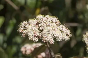 Viburnum rhytidophyllum - 30-40 CM C5 - image 4