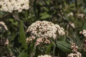 Viburnum rhytidophyllum - 60-80 CM C10 - image 3