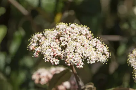 Viburnum rhytidophyllum - 150-175 CM C70 - image 4
