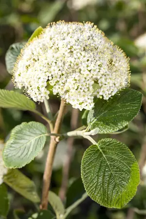 Viburnum 'Sweet Talker' - 100-125 CM C35 - image 1