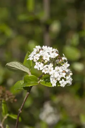 Viburnum 'Sweet Talker' - 100-125 CM C35 - image 5