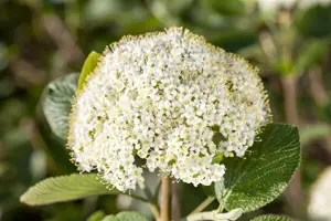 Viburnum 'Sweet Talker' - 100-125 CM C35 - image 2