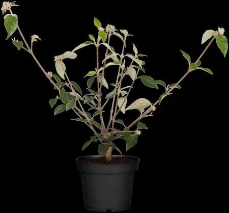 Viburnum 'Sweet Talker' - 100-125 CM C35 - image 4