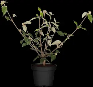 Viburnum 'Sweet Talker' - 100-125 CM C35 - image 4