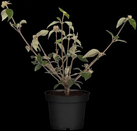 Viburnum 'Sweet Talker' - 100-125 CM C35 - image 3