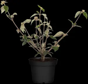Viburnum 'Sweet Talker' - 100-125 CM C35 - image 3