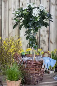 Viburnum tinus - 30-40 CM C3.5 - image 4