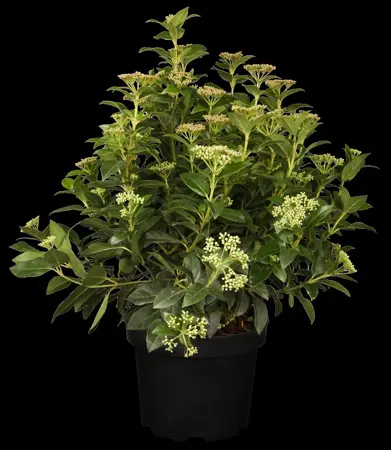 Viburnum tinus - 50 CM BALL C18 - image 3