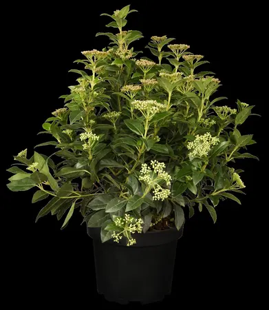 Viburnum tinus - 60-80 CM C35 - image 3