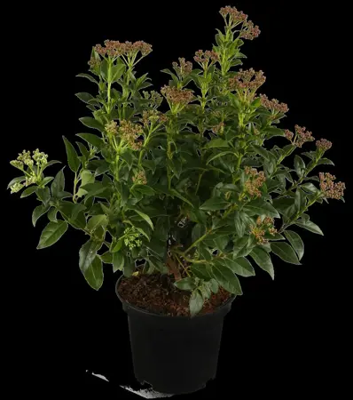 Viburnum tinus - 60-80 CM C10 - image 4