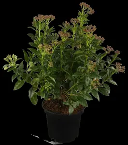 Viburnum tinus - 60-80 CM C10 - image 4
