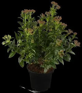 Viburnum tinus - 60-80 CM C7.5 - image 4