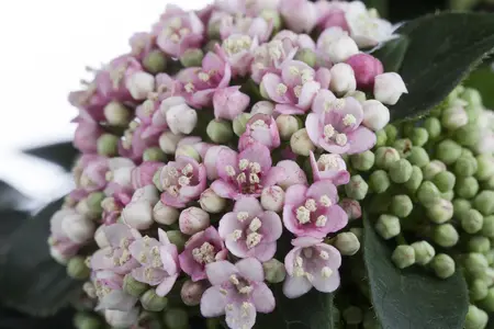 Viburnum tinus - 30-40 CM C3.5 - image 1