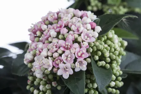 Viburnum tinus - 30-40 CM C3.5 - image 2