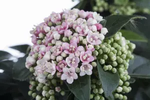 Viburnum tinus - 30-40 CM C3.5 - image 2