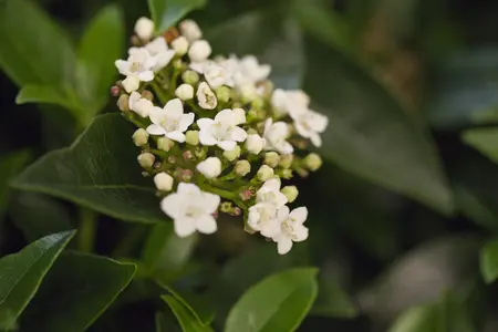 Viburnum tinus - 30-40 CM C3.5 - image 5