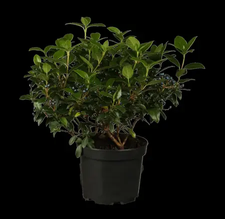 Viburnum tinus - 50 CM BALL C18 - image 1