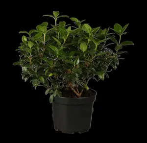 Viburnum tinus - 60-80 CM C35 - image 1