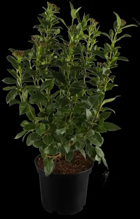 Viburnum tinus - 50-60 CM RB - image 5