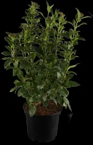 Viburnum tinus - 60-80 CM C10 - image 5
