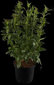 Viburnum tinus - STDS 6-8 CM CONT - image 5