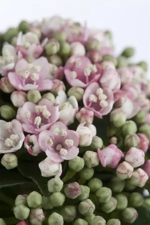 Viburnum tinus 'Eve Price' - 40-60 CM C10 - image 2