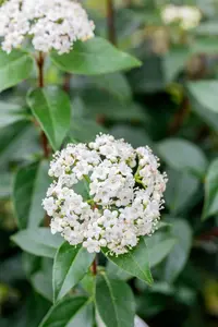 Viburnum tinus 'Eve Price' - 25-30 CM C2.5 - image 3