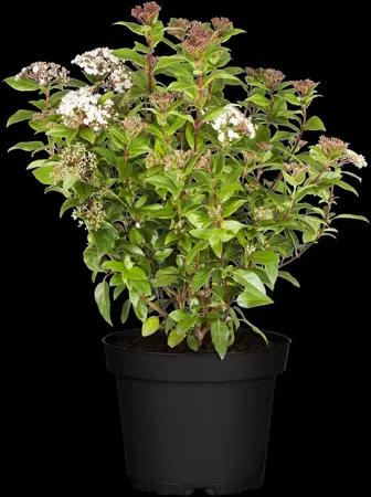 Viburnum tinus 'Eve Price' - 1.5 Ltr pot - image 4