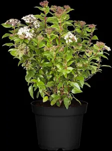 Viburnum tinus 'Eve Price' - 1.5 Ltr pot - image 4