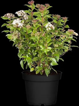Viburnum tinus 'Eve Price' - 80-100 CM C25 - image 4