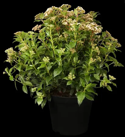 Viburnum tinus 'Eve Price' - 1.5 Ltr pot - image 1