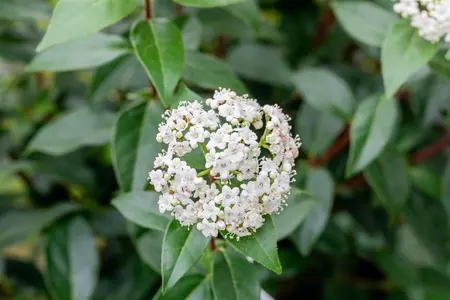 Viburnum tinus 'Eve Price' - 25-30 CM C2.5 - image 2