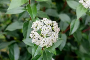 Viburnum tinus 'Eve Price' - 25-30 CM C2.5 - image 2