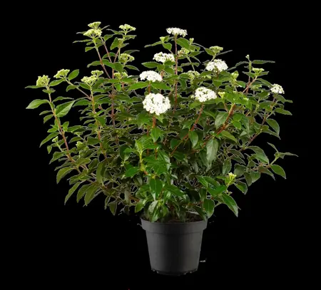 Viburnum tinus 'Eve Price' - 1.5 Ltr pot - image 5