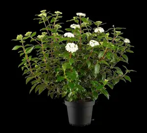 Viburnum tinus 'Eve Price' - 1.5 Ltr pot - image 5