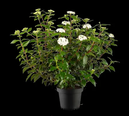 Viburnum tinus 'Eve Price' - 80-100 CM C25 - image 5