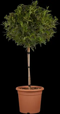 Viburnum tinus 'Eve Price' - 1.5 Ltr pot - image 3
